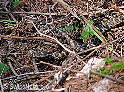 Photo: Getarnte Aspisviper (Vipera aspis)