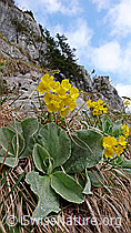 Photo: Felsen mit Flühblümchen