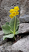 Photo: Flühblume im Fels