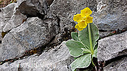 F047666: Flühblume zwischen Kalkfelsen