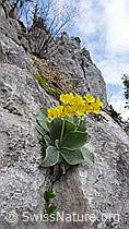 Photo: Flühblümchen in Felsspalte