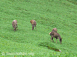 Photo: Weidende Hirsche