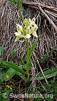 F047984: Gelbe Orchidee