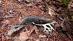 Photo: Sarner Schnegel (Limax sarnensis)