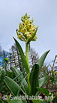 F048031: Gelbes Holunder-Knabenkraut (Dactylorhiza sambucina)
