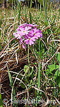 Foto: Mehl-Primel