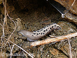 Photo: Sarner Schnegel ( Limax sarnensis)