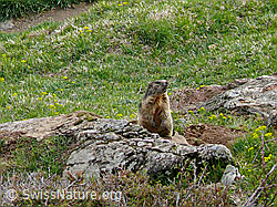 Photo: Murmeltier auf Felsblock