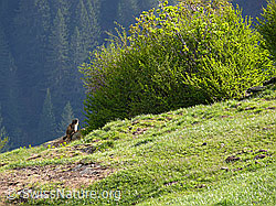 Photo: Murmeltier