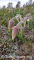 F048209: Verblühte Pelzanemonen