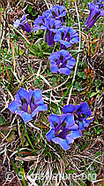 Foto: Enziangruppe