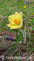 F048230: Schwefel-Anemone