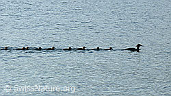 Foto: Tierfamilie unterwegs. Gänsesäger (Mergus merganser)