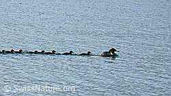 Foto: Wasservögel auf Familienausflug. Gänsesäger (Mergus merganser)