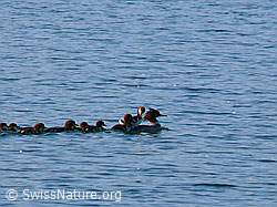 Foto: Schwimmende Gänsesäger (Mergus merganser) mit Kücken