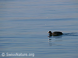 Photo: Coot, latin: Fulica atra