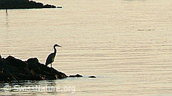 Photo: Graureiher (Ardea cinerea) am Seeufer