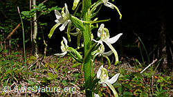 Platanthera chlorantha (F048735)