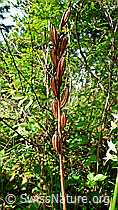 Platanthera chlorantha (F048740)