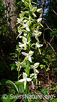 Platanthera chlorantha (F048742)