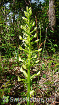 Platanthera chlorantha (F048746)