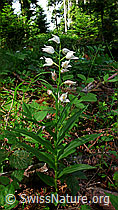 Langblättriges Waldvögelein (Cephalanthera longifolia) (F048768)
