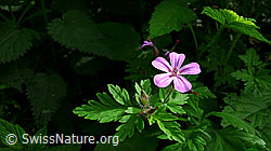 Foto: Ruprechtskraut (Geranium robertianum)