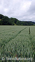 F048829: Weizenfeld