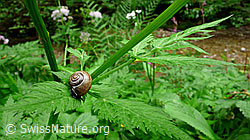 Photo: Baumschnecke (Arianta arbustorum)