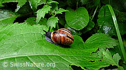 Photo: Gefleckte Schnirkelschnecke (Arianta arbustorum)