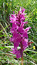 Photo: Geflecktes Knabenkraut