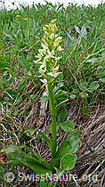 Photo: Platanthera chlorantha