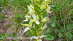 Photo: Platanthera chlorantha
