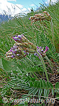 Photo: Samtiger Spitzkiel