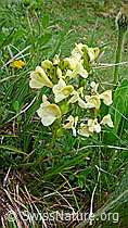 Photo: Knolliges Läusekraut
