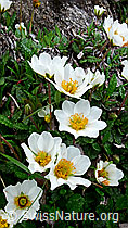 Photo: Silberwurz