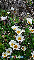 Photo: Silberwurz