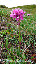 Foto: Alpen-Pechnelke (Silene suecica)
