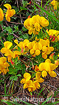Photo: Gewöhnlicher Hornklee