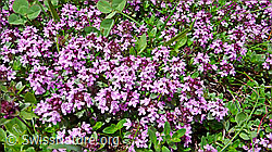 Foto: Vielhaariger Thymian