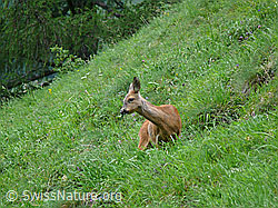 Photo: Reh beim Grasen