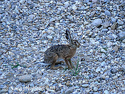 Photo: Hare (Switzerland)