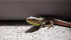 Zauneidechse (Lacerta agilis) (F049643)