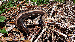 Blindschleiche (Anguis fragilis) (F049654)