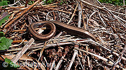 Blindschleiche (Anguis fragilis) (F049656)