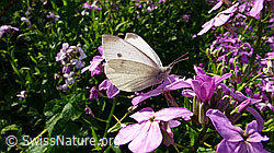 Kleiner Kohlweissling (Pieris rapae) an Gemeiner Nachtviole (Hesperis matronalis) (F049683) Kleiner Kohlweissling (Pieris rapae) an Gemeiner Nachtviole (Hesperis matronalis) (F049683)