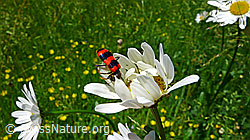 Trichodes apiarius on Leucanthemum vulgare (F049708)
