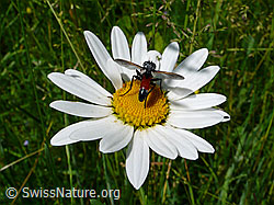 Schwebefliege auf Margerite (F049727) Schwebefliege auf Margerite (F049727)