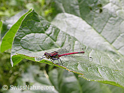 Adonislibelle (F049738)