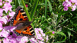 Hausmutter auf Blüte